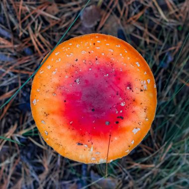 Kırmızı zehirli Amanita mantar