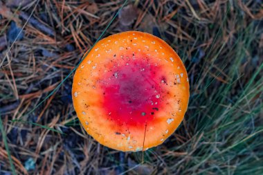 Kırmızı zehirli Amanita mantar