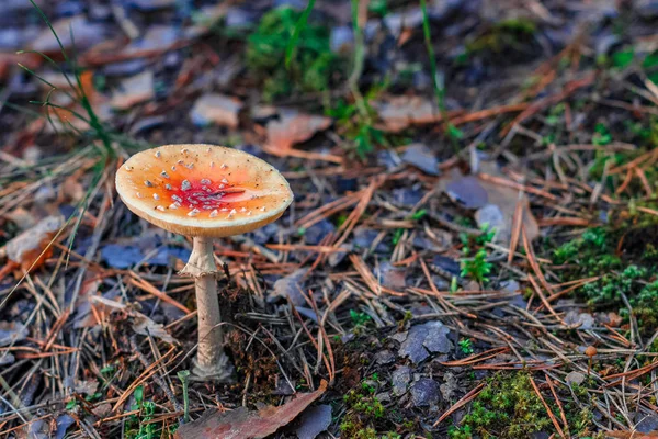 Красный ядовитый гриб Amanita — стоковое фото