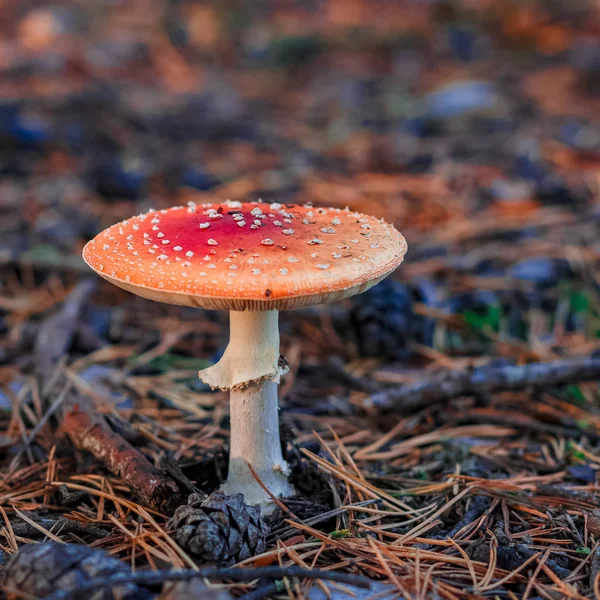 Красный ядовитый гриб Amanita — стоковое фото