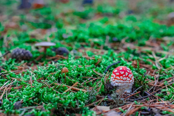 Röd giftig Amanita svamp — Stockfoto