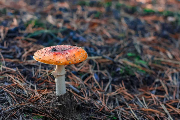 Красный ядовитый гриб Amanita — стоковое фото