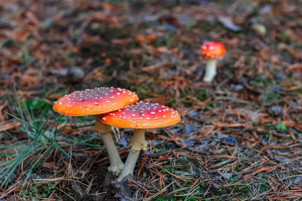 Červené jedovaté houby Amanita — Stock fotografie