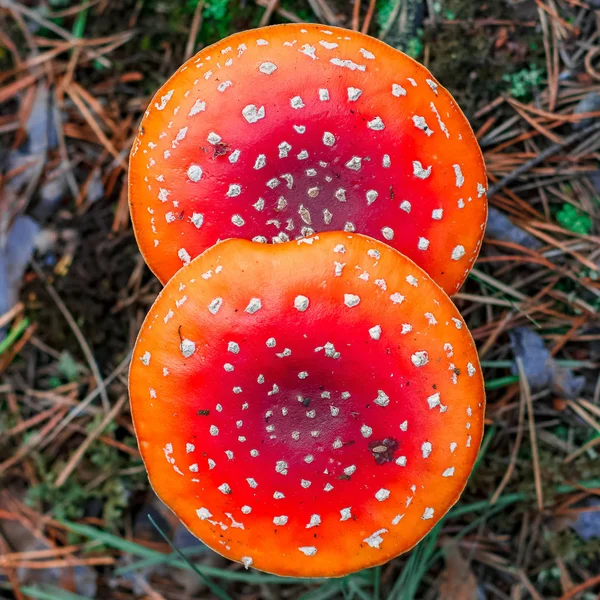 Kırmızı zehirli Amanita mantar