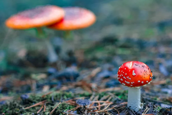 Cogumelos Amanita venenosos vermelhos — Fotografia de Stock