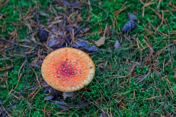 Czerwony trujący muchomor grzyb — Zdjęcie stockowe