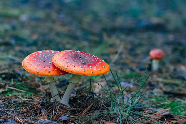 Rode giftige Amanita mushrooms — Stockfoto