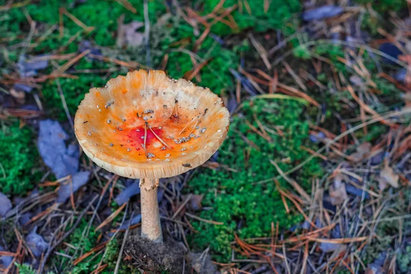 Red poisonous Amanita mushroom