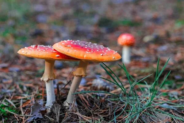 Cogumelos Amanita venenosos vermelhos — Fotografia de Stock