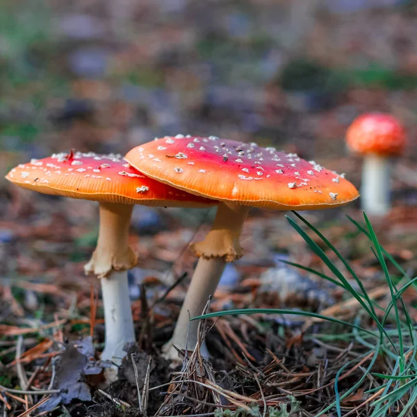 Cogumelos Amanita venenosos vermelhos — Fotografia de Stock