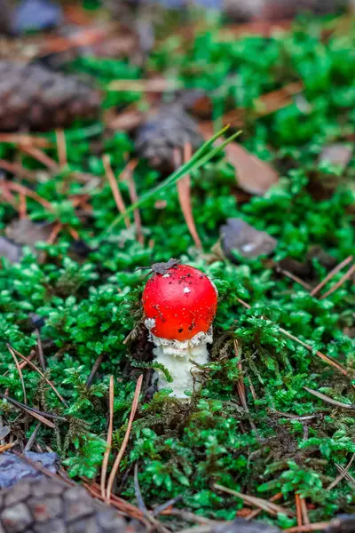 Red poisonous Amanita mushroom — Stock Photo, Image