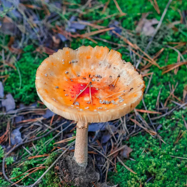 Červené jedovaté houby Amanita — Stock fotografie