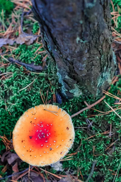 红毒鹅膏菌蘑菇 — 图库照片