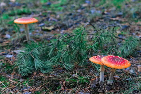 Red poisonous Amanita mushrooms — Stock Photo, Image
