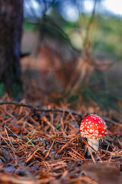 Red poisonous Amanita mushroom