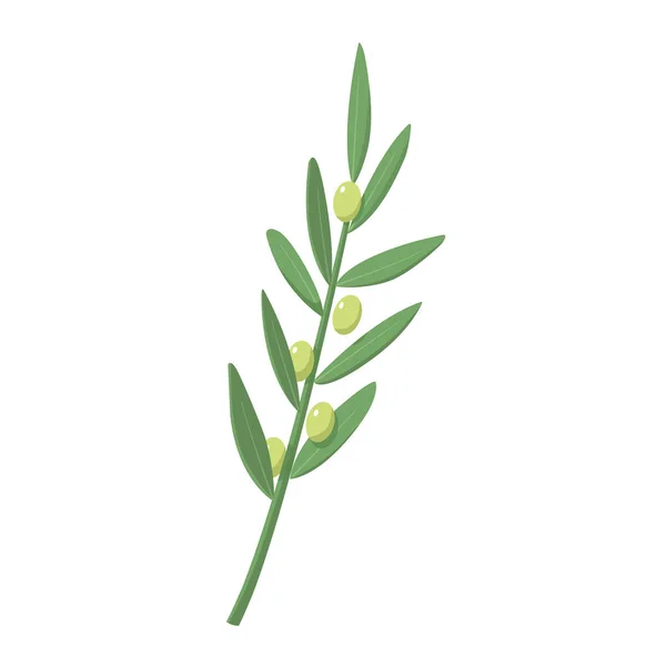 Zielona Gałązka Oliwna Symbol Grecji Ekologiczne Jedzenie Kuchnia Grecka — Wektor stockowy