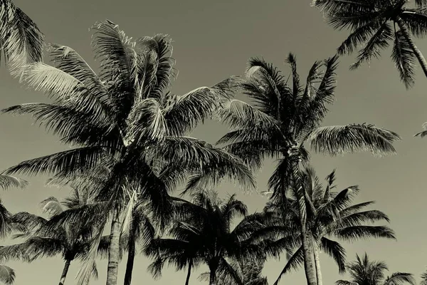 Palms on South Beach, Florida — Stock Photo, Image