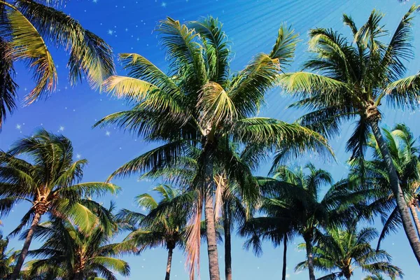 Palmen am Südstrand, florida Hintergrund — Stockfoto