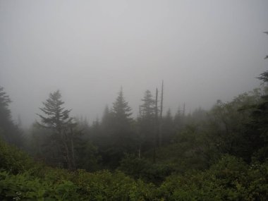 Tennessee bölgesinde Mist kapalı orman Dağları