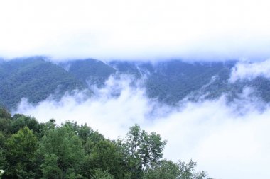 Doğal yeşil bitkiler ve ağaçlar arka planda sisli dağlar