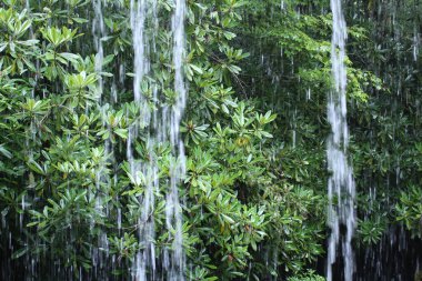 Yeşil doğada küçük doğal taze şelale