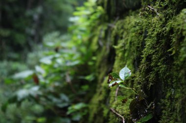 Ormanda bir duvara büyüyen yosun ile doğal bitki