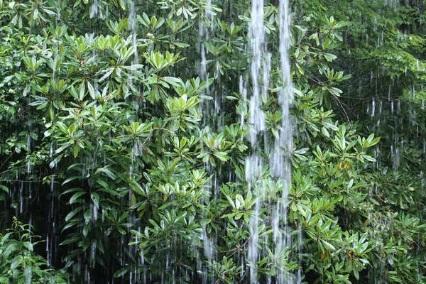 배경에서 많은 식물과 녹색 잎으로 숲에 떨어지는 물 — 스톡 사진