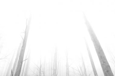 Black and White Photography of Trees in the Empty Deep Woods of the Smoky Mountains. clipart