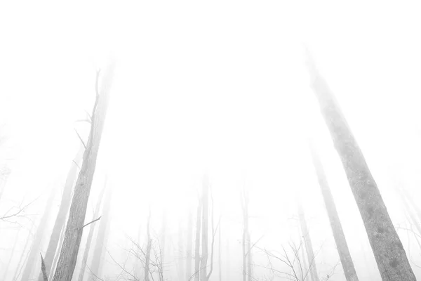 スモーキーの山の空の深い森の中で木の黒と白の写真. — ストック写真