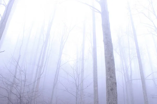 Magas kopasz fák a mély erdőben a nagy Füstös hegység Nemzeti Park — Stock Fotó