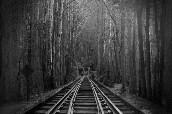 鉄道線路や魔法ファンタジーの森で鉄道道路の黒と白の写真撮影 — ストック写真