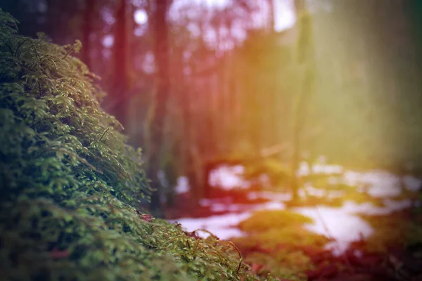 Luminosi raggi di sole colorati accanto al muschio o al lichene che ricoprono una pietra nella foresta — Foto Stock