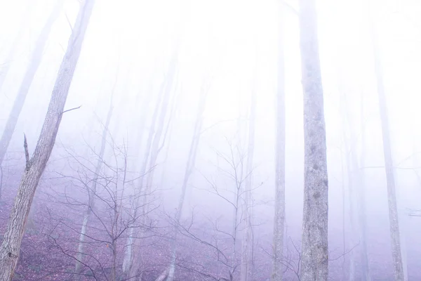 A mély titokzatos erdő, a hegyek a köd Woods — Stock Fotó