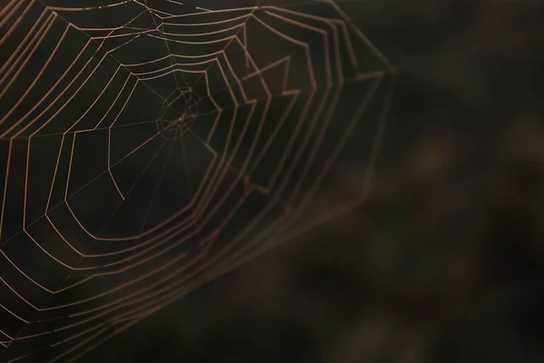 Spider Web Macro Naturaleza Fotografía de una red en el bosque — Foto de Stock