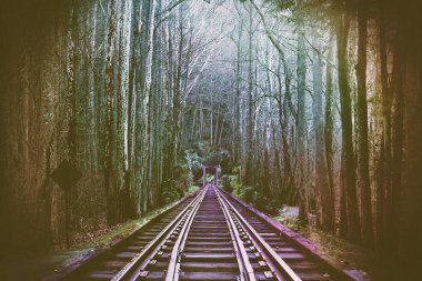 Perspektif soyut fotoğraf tren Ray ormanda izler