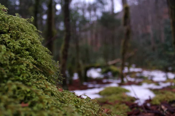 Macro Nature Photographie de la mousse recouvrant un rocher dans les bois profonds — Photo