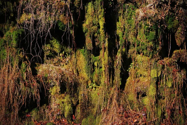 Mousse et lichen suspendus aux racines des arbres sur la montagne — Photo