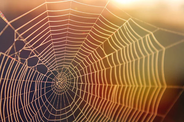 Spinnennetz im Sonnenschein mit bunten Lichtstrahlen — Stockfoto