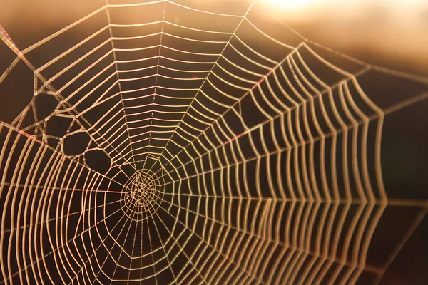 Makroaufnahme eines Spinnennetzes im Hintergrund der Sonne — Stockfoto