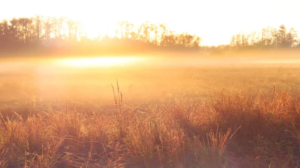 Naturaufnahmen eines Sonnenaufgangs über einem Bauernfeld mit starkem Nebel und Tau — Stockfoto