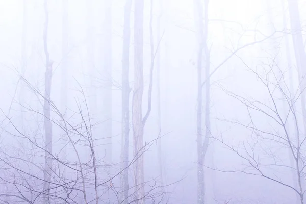 Foresta profonda con nebbia pesante e nebbia con una sensazione Misteriosa — Foto Stock