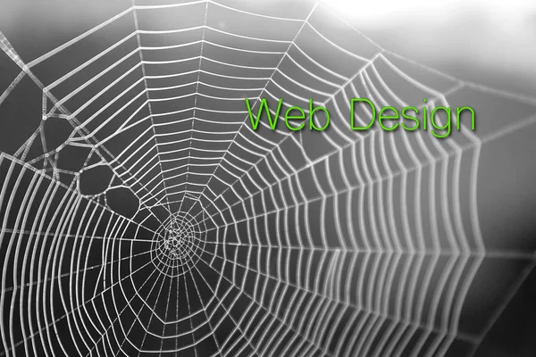 Spider Web γραφιστική επιγραφή φόντο τυπογραφία — Φωτογραφία Αρχείου