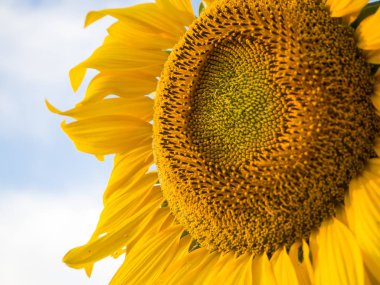 Karşı parlak bir gökyüzü çiçek açan ayçiçeği