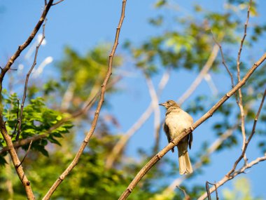 Bir dal üzerinde küçük bir kuştur