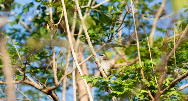 Um pequeno pássaro está em um galho — Fotografia de Stock