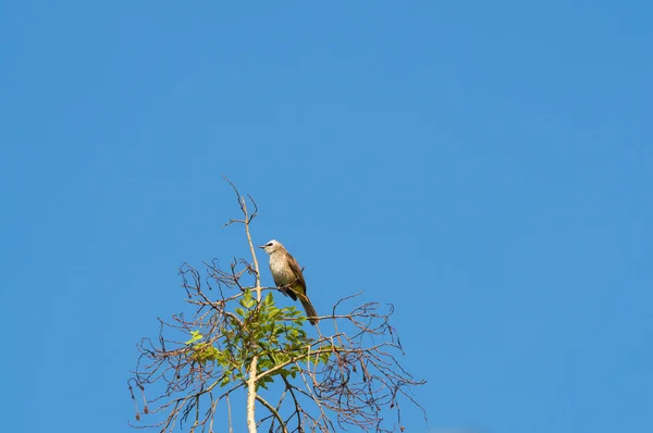 小さな鳥が枝に — ストック写真