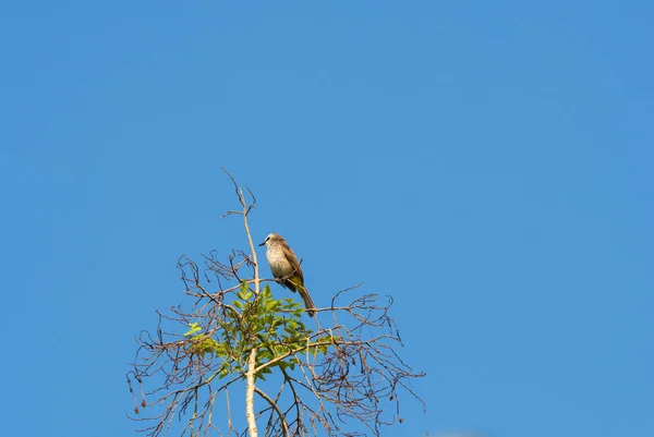 Un petit oiseau est sur une branche — Photo