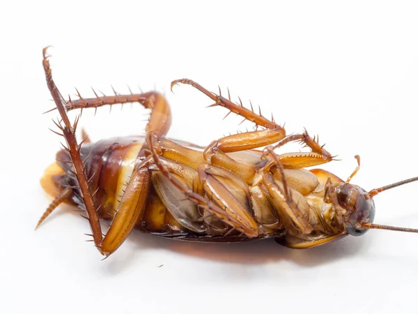 Closeup kakkerlak op de volkoren brood met jam. — Stockfoto