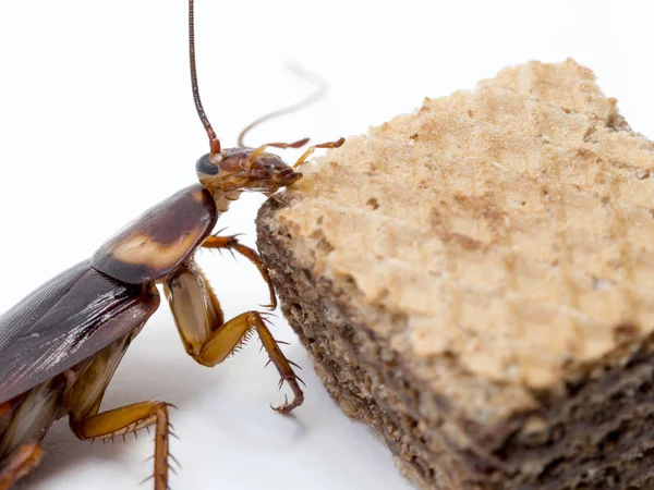 Closeup kakkerlak op de chocolade wafer. Kakkerlakken zijn dragers van de ziekte. — Stockfoto