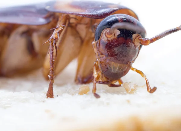 Closeup kakkerlak op de volkoren brood met jam. — Stockfoto